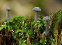 Violetter Lacktrichterling, Foto 9