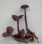 Violetter Lacktrichterling, Foto 10