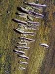 Violetter Lederporling, Foto 15
