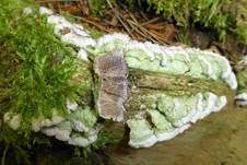 Violetter Lederporling, Foto 31