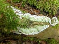 Violetter Lederporling, Foto 32