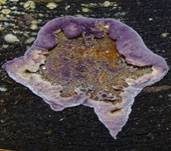 Violetter Lederporling, Foto 39