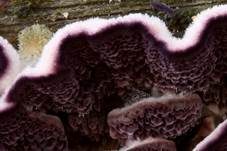 Violetter Lederporling, Foto 6