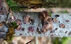 Violetter Lederporling, Foto 45