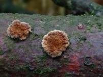 Violetter Lederporling, Foto 46