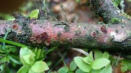 Violetter Lederporling, Foto 47