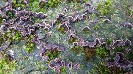 Violetter Lederporling, Foto 49