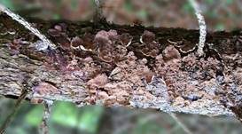 Violetter Lederporling, Foto 50