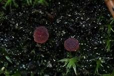 Violetter Moosbecherling, Foto 6