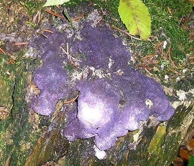 Violetter Myxomycetenpustelpilz, Foto 4