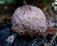 Violetter Myxomycetenpustelpilz, Foto 5