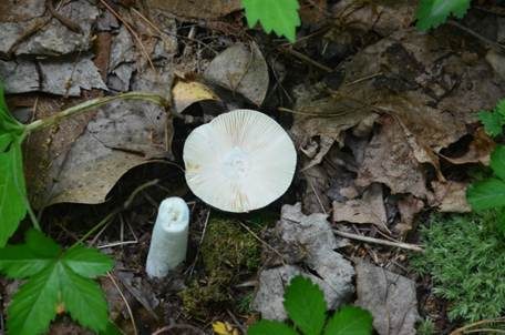 Violetter Purpurtäubling, Foto 3