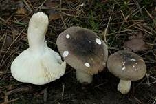 Violetter Reiftäubling, Foto 15