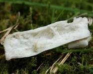Violetter Reiftäubling, Foto 17