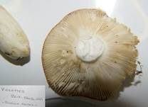 Violetter Reiftäubling, Foto 21