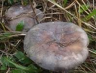Violetter Reiftäubling, Foto 23