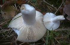 Violetter Reiftäubling, Foto 25