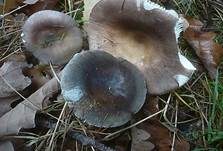 Violetter Reiftäubling, Foto 27