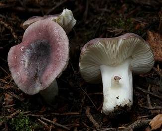 Violetter Reiftäubling, Foto 6