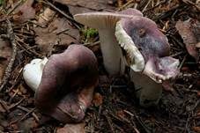 Violetter Reiftäubling, Foto 8