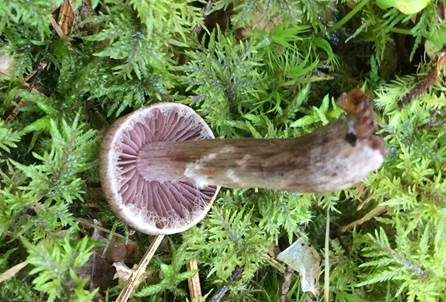 Violetter Rettichgürtelfuß, Foto 3