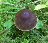 Violetter Rettichgürtelfuß, Foto 12