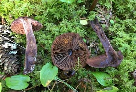 Violetter Rettichgürtelfuß, Foto 4