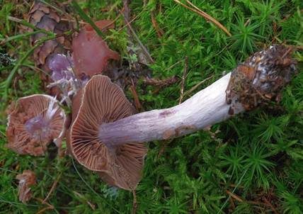 Violetter Rettichgürtelfuß, Foto 5