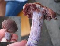 Violetter Rettichgürtelfuß, Foto 6