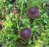 Violetter Rettichgürtelfuß, Foto 9