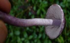 Violetter Risspilz, Foto 33