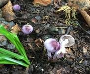 Violetter Risspilz, Foto 34