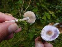 Violetter Risspilz, Foto 7