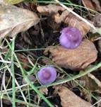 Violetter Risspilz, Foto 11