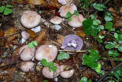 Violetter Rötelritterling, Foto 2