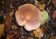Violetter Rötelritterling, Foto 23