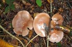 Violetter Rötelritterling, Foto 25