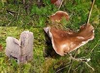 Violetter Rötelritterling, Foto 29