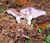 Violetter Rötelritterling, Foto 31