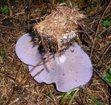 Violetter Rötelritterling, Foto 37