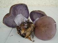 Violetter Rötelritterling, Foto 50