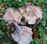 Violetter Rötelritterling, Foto 57