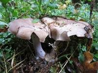 Violetter Rötelritterling, Foto 59