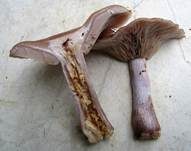 Violetter Rötelritterling, Foto 64