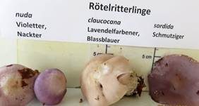 Violetter Rötelritterling, Foto 67