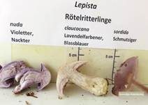 Violetter Rötelritterling, Foto 69