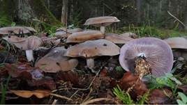 Violetter Rötelritterling, Foto 75