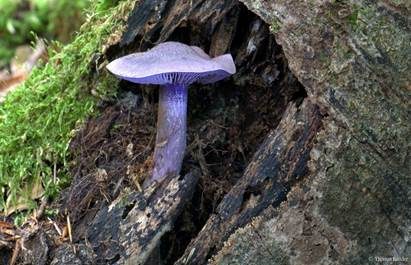 Violetter Schleierling, Foto 3