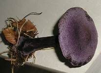 Violetter Schleierling, Foto 17