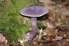 Violetter Schleierling, Foto 20